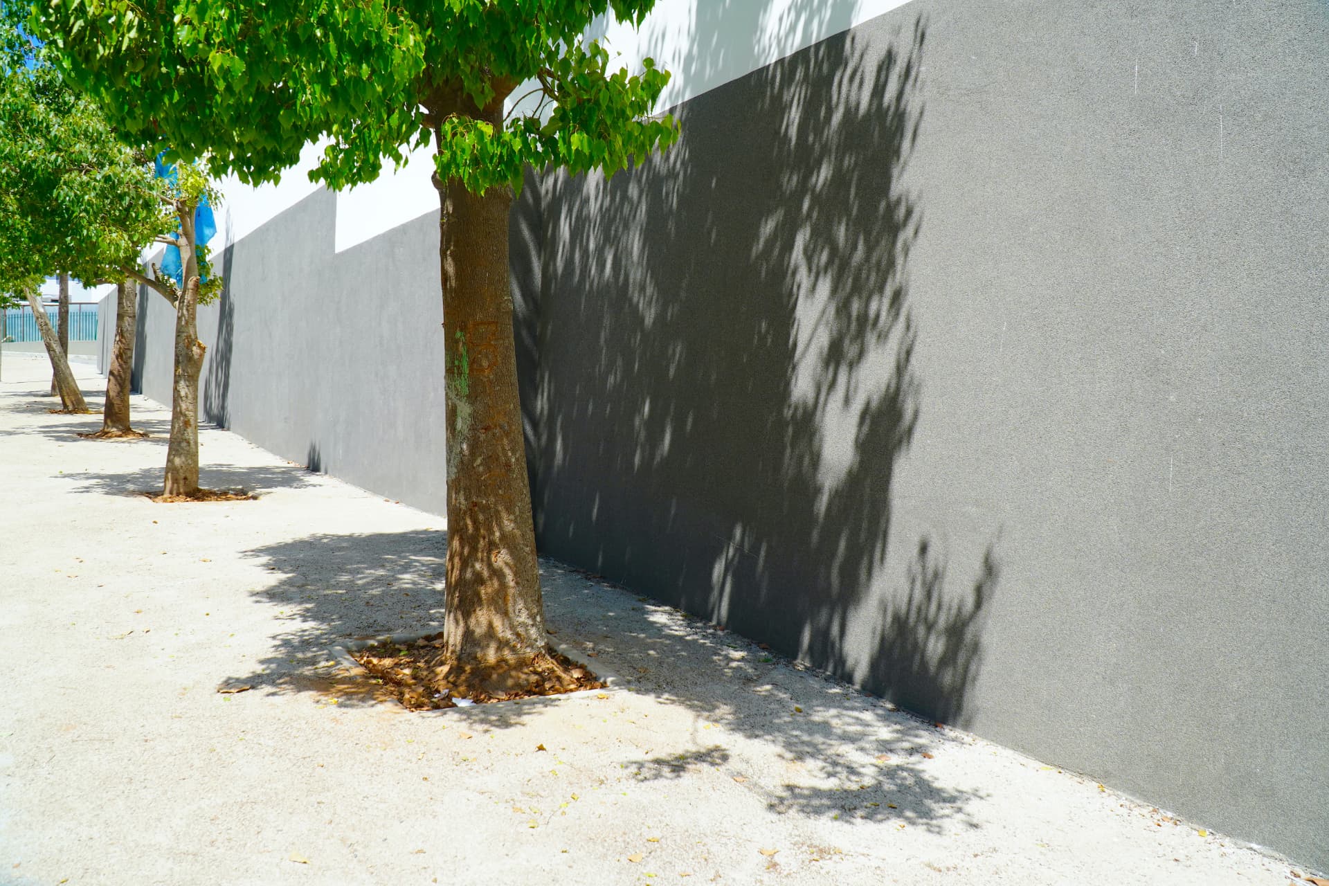 Cheminement piéton, clôture enduite et alignement d'arbres